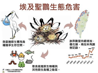 埃及聖䴉對生態危害圖卡( 林務局提供)